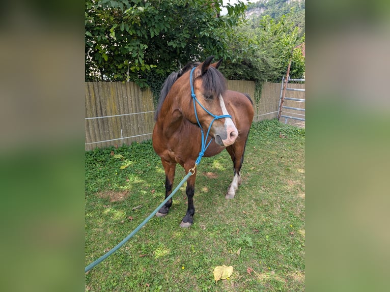 Galés-A Mestizo Yegua 9 años 125 cm Castaño in Feldkirch