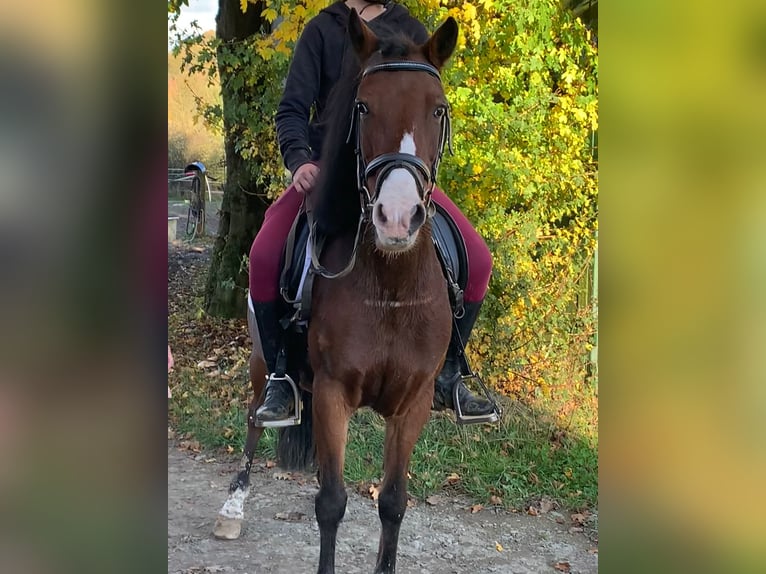 Galés-A Mestizo Yegua 9 años 130 cm in Braunfels Altenkirchen