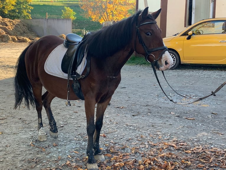 Galés-A Mestizo Yegua 9 años 130 cm in Braunfels Altenkirchen