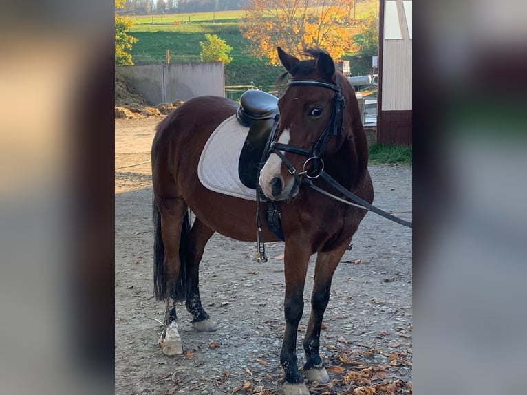 Galés-A Mestizo Yegua 9 años 130 cm in Braunfels Altenkirchen