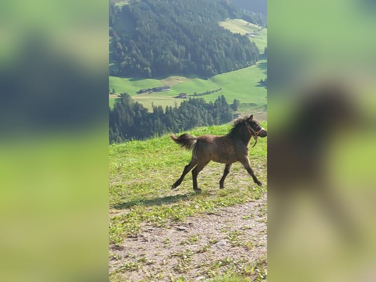 Galés-A Mestizo Yegua Potro (05/2024) Castaño oscuro in Alpbach