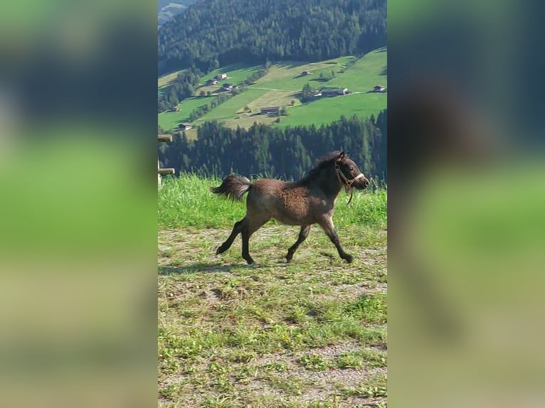 Galés-A Mestizo Yegua Potro (05/2024) Castaño oscuro in Alpbach