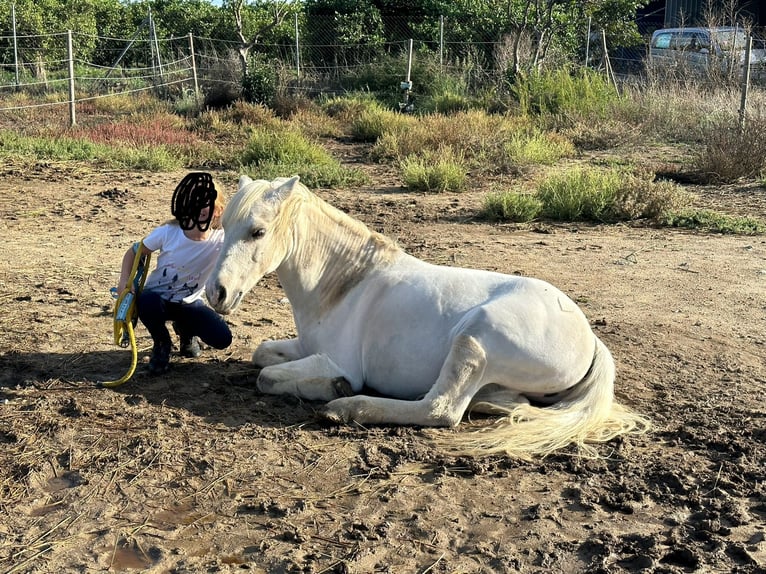 Galés B Mestizo Caballo castrado 10 años 120 cm White/Blanco in Sotogrande