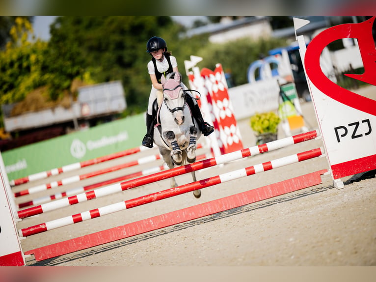 Galés B Caballo castrado 10 años 129 cm Tordo in WROCŁAW