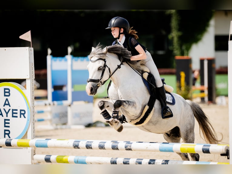 Galés B Caballo castrado 10 años 129 cm Tordo in WROCŁAW