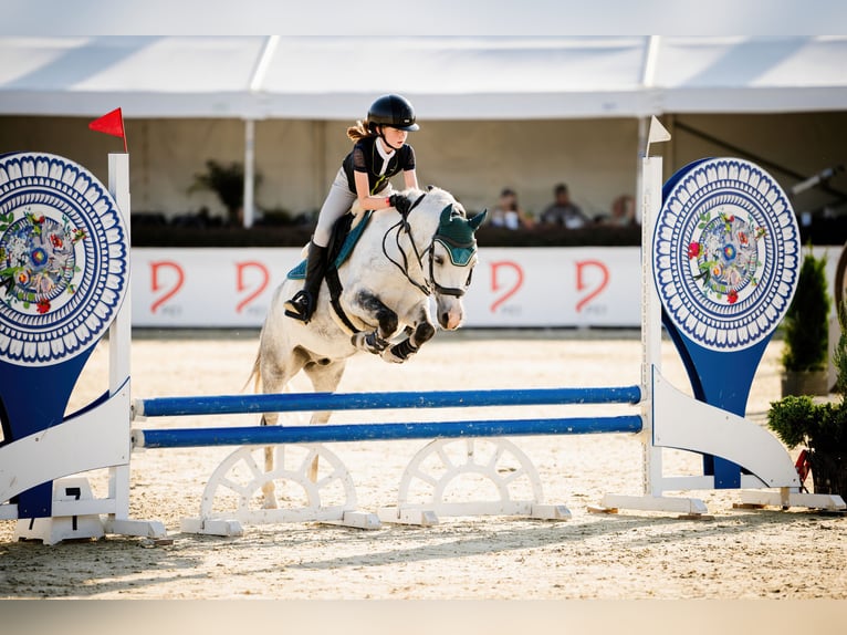 Galés B Caballo castrado 10 años 129 cm Tordo in WROCŁAW