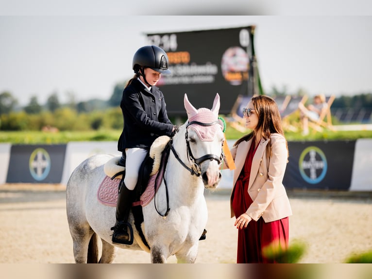 Galés B Caballo castrado 10 años 129 cm Tordo in WROCŁAW