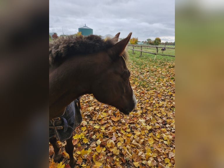 Galés B Caballo castrado 10 años 130 cm Alazán in K&#xFC;rten