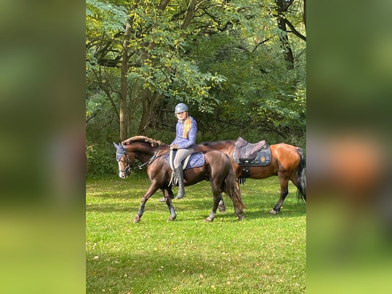 Galés B Caballo castrado 10 años 130 cm Alazán in K&#xFC;rten