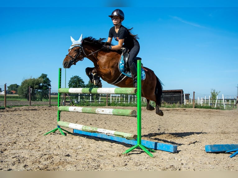 Galés B Caballo castrado 10 años 130 cm Castaño in Żnin