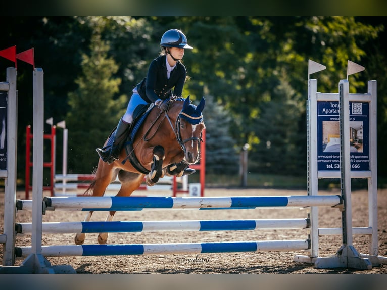 Galés B Caballo castrado 10 años 130 cm Castaño in Żnin