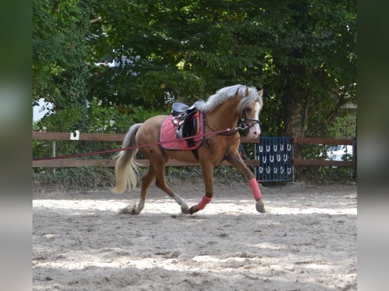 Galés B Caballo castrado 10 años 130 cm Palomino in Grafenau