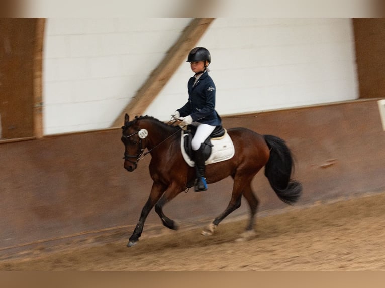 Galés B Caballo castrado 10 años 133 cm Castaño in Friedberg