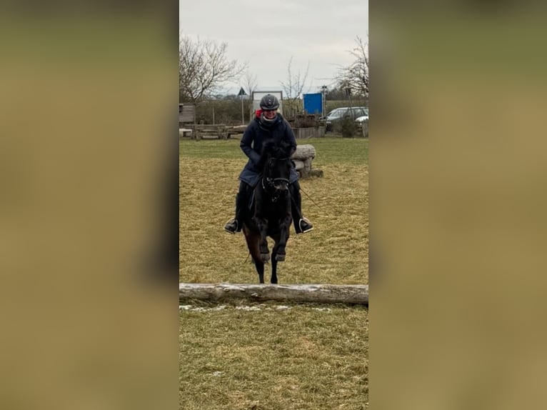 Galés B Caballo castrado 10 años 134 cm Castaño oscuro in Dingolshausen