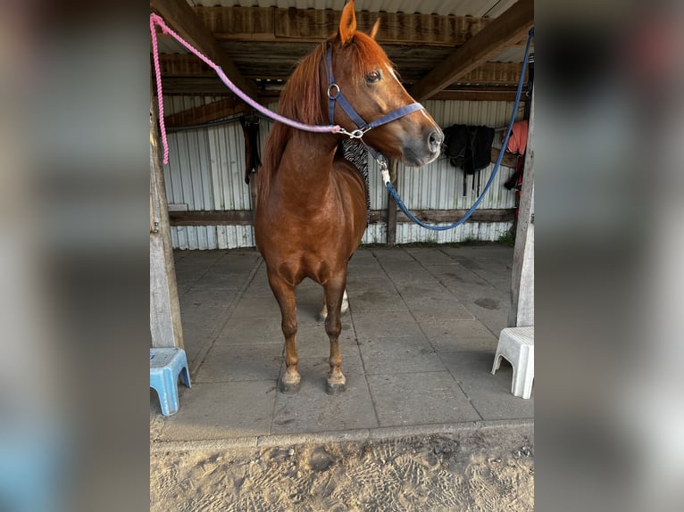 Galés B Caballo castrado 10 años 135 cm Alazán in Hollenstedt