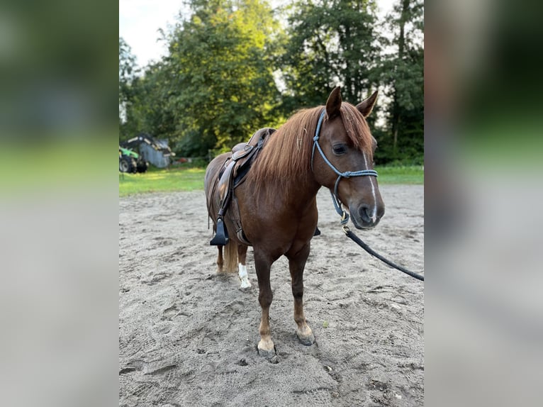 Galés B Caballo castrado 10 años 135 cm Alazán in Hollenstedt