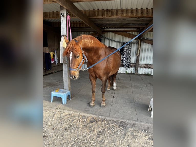 Galés B Caballo castrado 10 años 135 cm Alazán in Hollenstedt