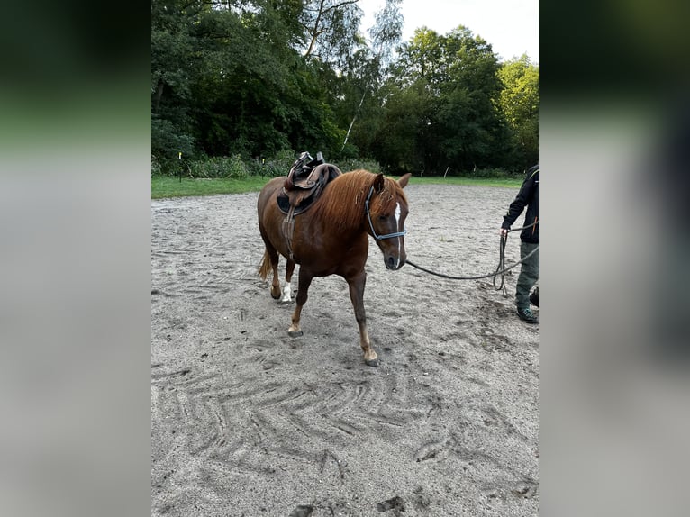 Galés B Caballo castrado 10 años 135 cm Alazán in Hollenstedt