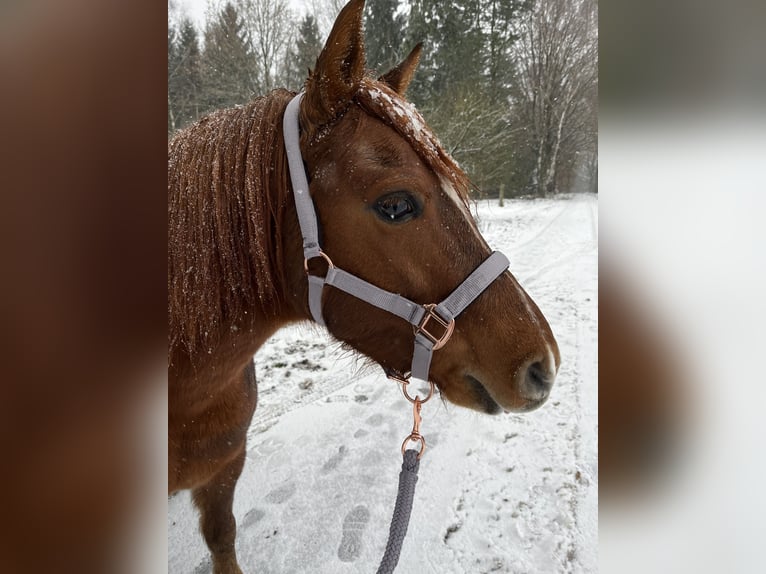 Galés B Caballo castrado 10 años 135 cm Alazán in Hollenstedt