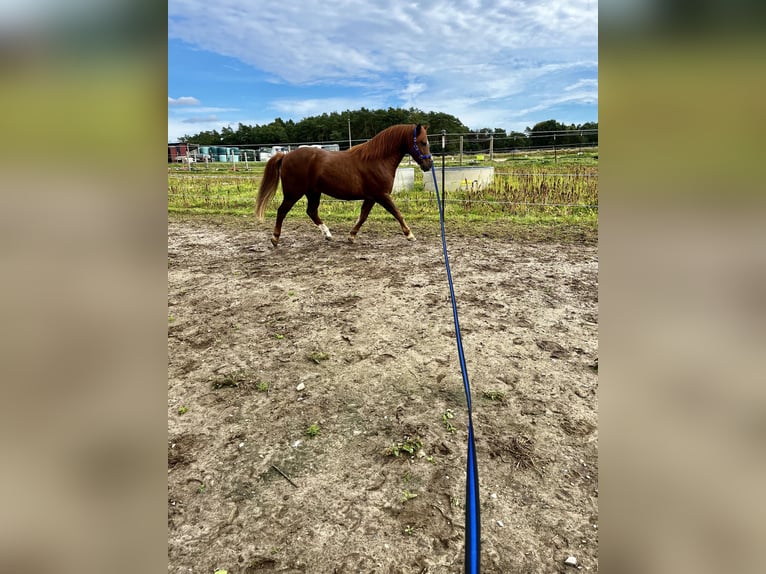 Galés B Caballo castrado 10 años 135 cm Alazán in Hollenstedt