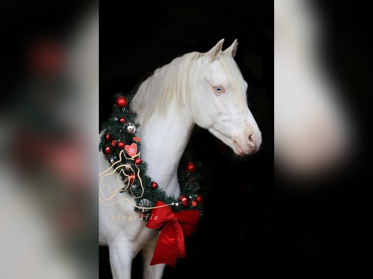 Galés B Caballo castrado 10 años 136 cm Cremello in Zandpol