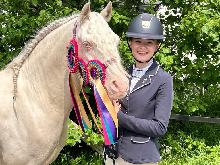 Galés B Caballo castrado 10 años 136 cm Cremello in Zandpol