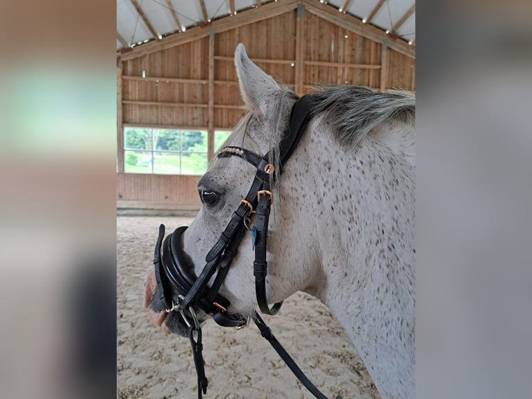Galés B Caballo castrado 10 años 136 cm Tordo in Aichstetten