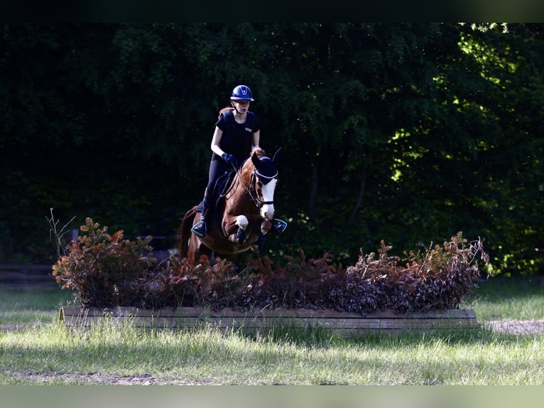 Galés B Mestizo Caballo castrado 10 años 137 cm Alazán in Dortmund