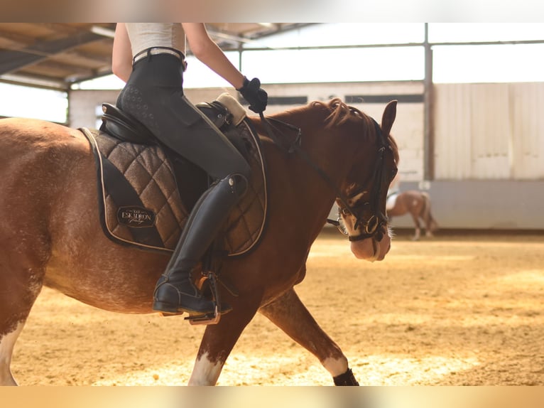 Galés B Mestizo Caballo castrado 10 años 137 cm Alazán in Dortmund