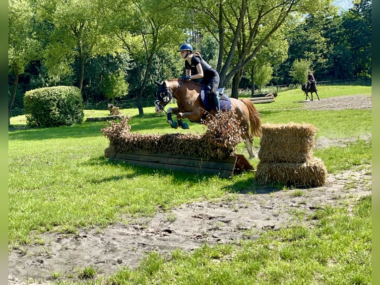 Galés B Mestizo Caballo castrado 10 años 137 cm Alazán in Dortmund