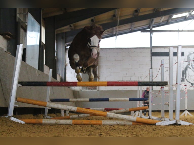 Galés B Mestizo Caballo castrado 10 años 137 cm Alazán in Dortmund