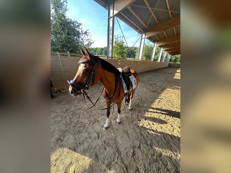 Galés B Caballo castrado 10 años 137 cm Castaño in Bad Rappenau