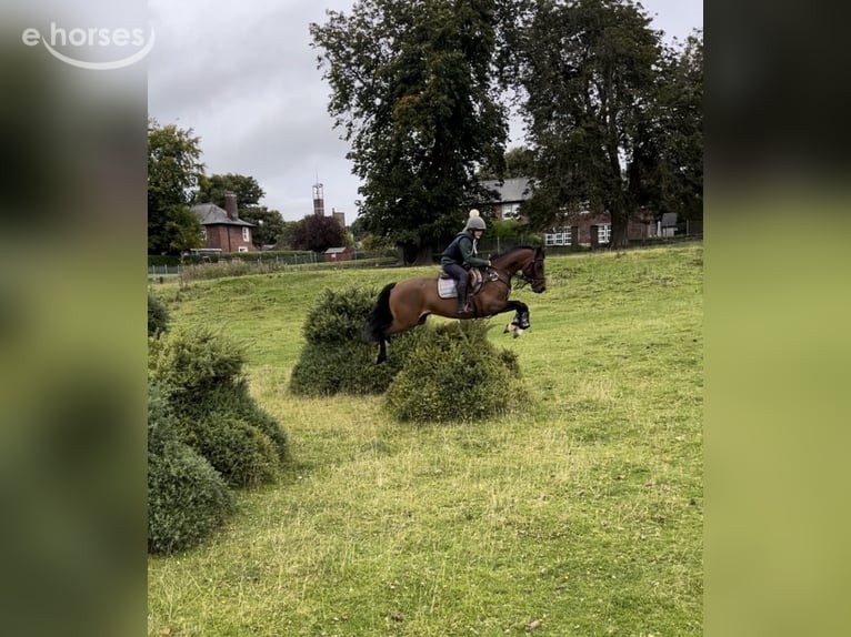 Galés B Caballo castrado 10 años 147 cm Castaño rojizo in Kildare