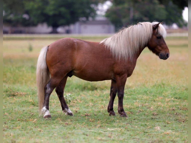 Galés B Caballo castrado 11 años 102 cm Alazán-tostado in Weatherford