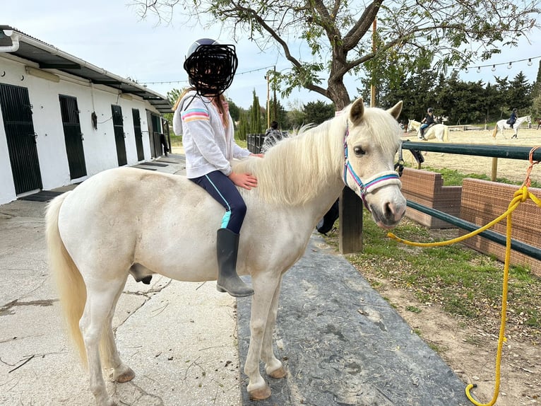 Galés B Mestizo Caballo castrado 11 años 120 cm White/Blanco in Sotogrande