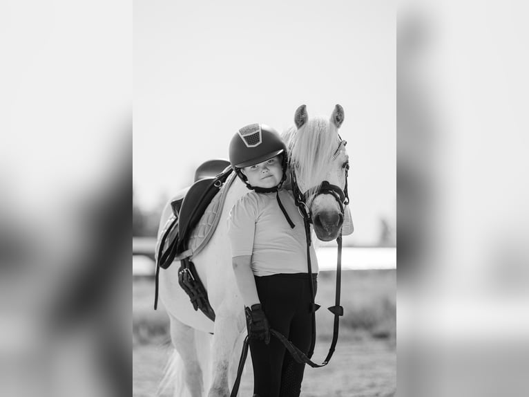 Galés B Caballo castrado 11 años 125 cm  in GROTE-BROGEL