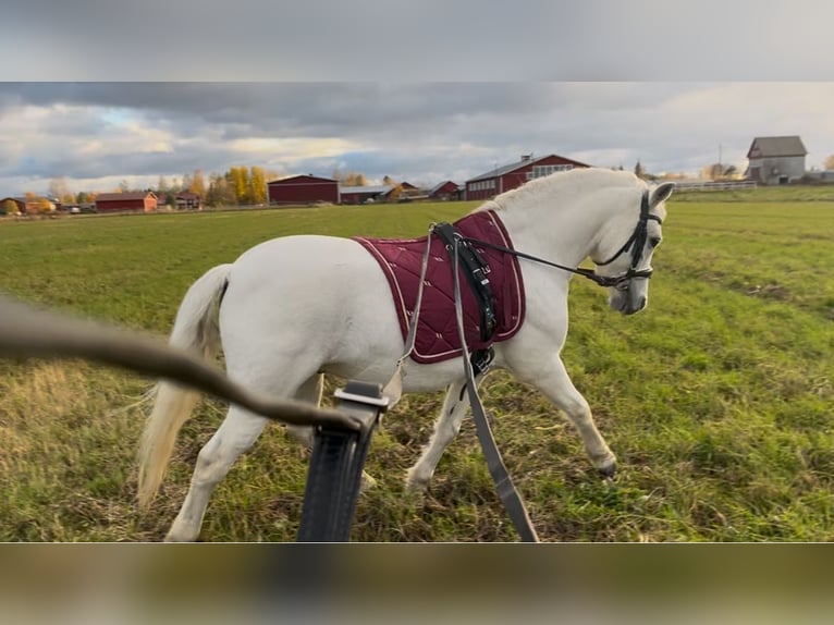 Galés B Caballo castrado 11 años 125 cm  in GROTE-BROGEL