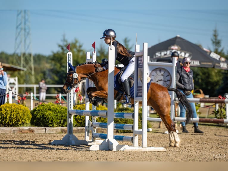 Galés B Caballo castrado 11 años 127 cm Castaño in Żnin