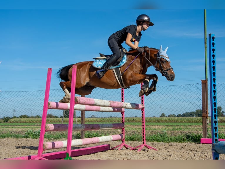 Galés B Caballo castrado 11 años 127 cm Castaño in Żnin