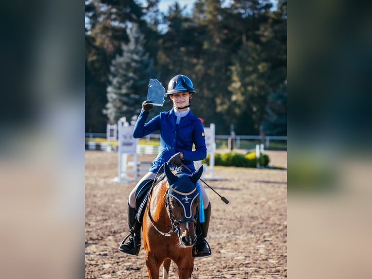 Galés B Caballo castrado 11 años 127 cm Castaño in Żnin