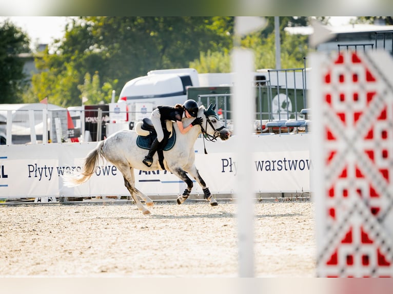 Galés B Caballo castrado 11 años 129 cm Tordo in WROCŁAW