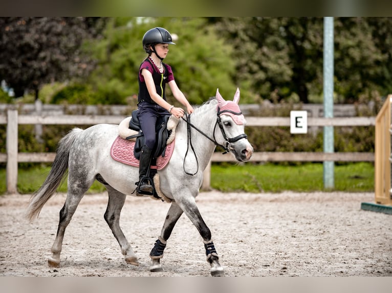 Galés B Caballo castrado 11 años 129 cm Tordo in WROCŁAW