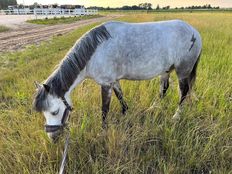 Galés B Caballo castrado 11 años 129 cm Tordo in WROCŁAW