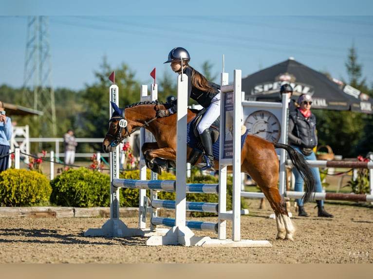 Galés B Caballo castrado 11 años 130 cm Castaño in Żnin