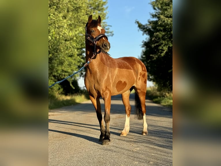 Galés B Caballo castrado 11 años 130 cm Castaño in Żnin