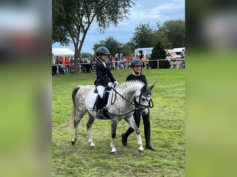 Galés B Caballo castrado 11 años 132 cm Tordo rodado in Berlin