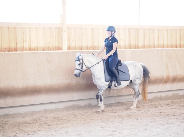 Galés B Caballo castrado 11 años 138 cm Tordo in Wittgendorf