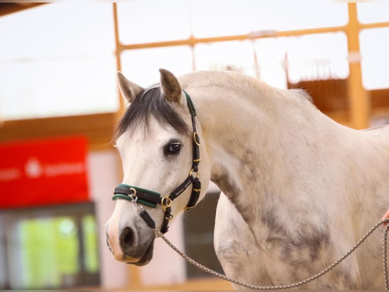 Galés B Caballo castrado 11 años 138 cm Tordo in Wittgendorf