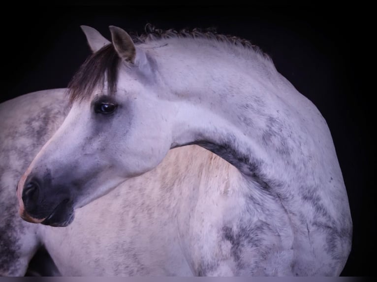 Galés B Caballo castrado 11 años 138 cm Tordo in Wittgendorf