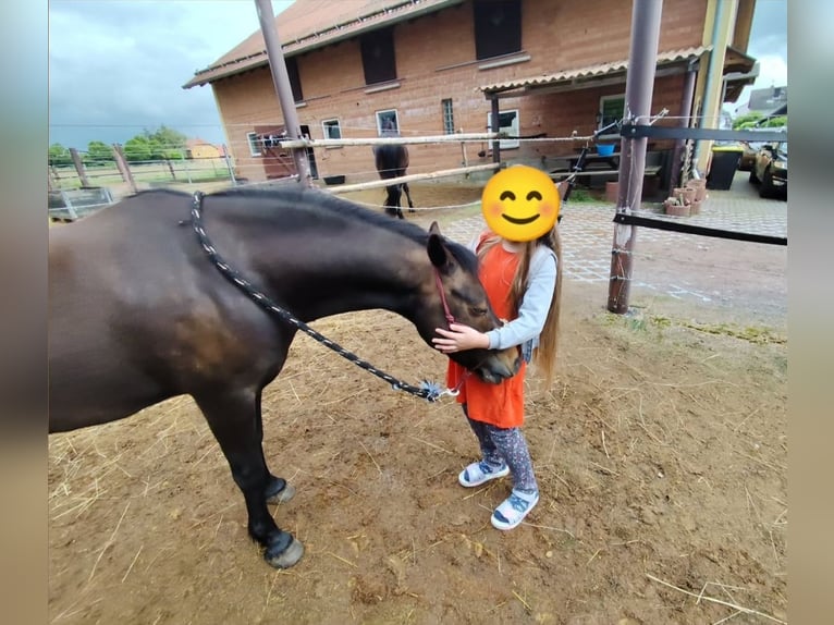 Galés B Mestizo Caballo castrado 12 años 130 cm Negro in Kassel